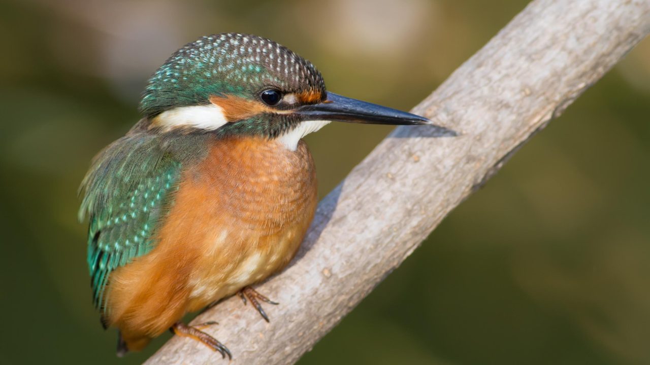 Common kingfisher perched on a branch with blue-green plumage, orange underparts, and a long black bill