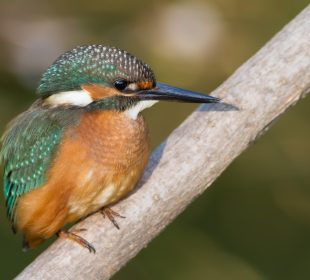 Common kingfisher perched on a branch with blue-green plumage, orange underparts, and a long black bill