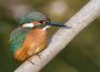 Common kingfisher perched on a branch with blue-green plumage, orange underparts, and a long black bill