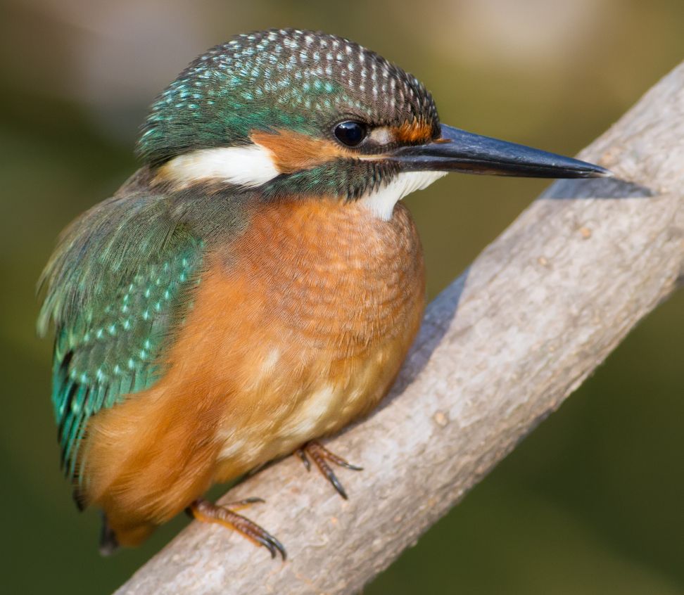 Common Kingfisher